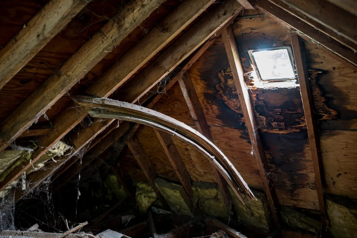 Bowed rafters and rot causing a sagging roof in an attic